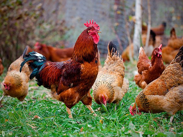 Породы куриц | ЗооТом - продажа, вязка и услуги для животных в Спас-Клепиках