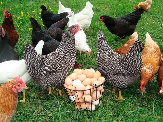 Содержание кур и уход за ними | ЗооТом - продажа, вязка и услуги для животных в Спас-Клепиках