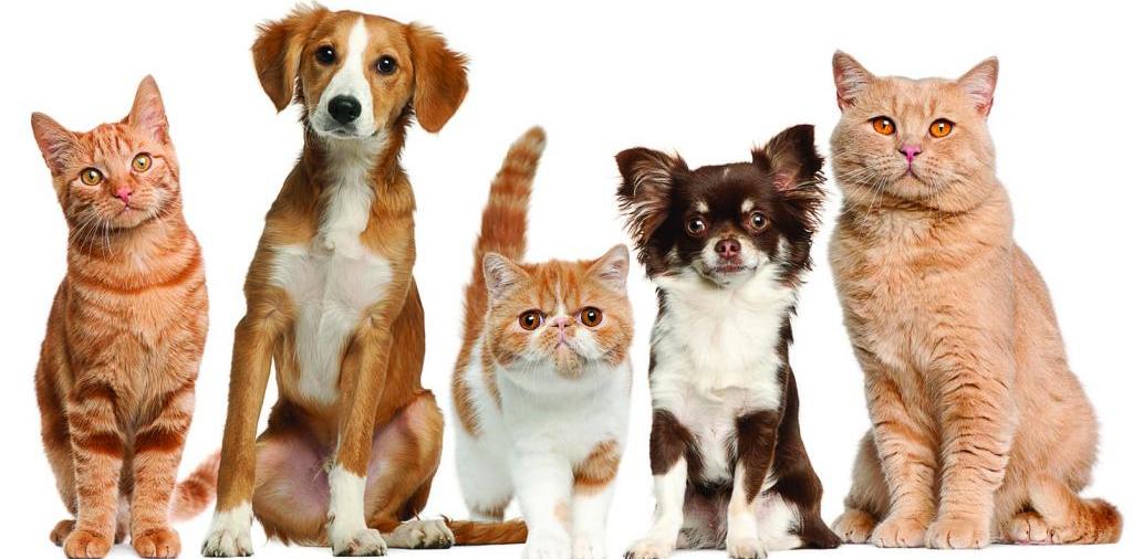 Доска объявлений о животных | ЗооТом - продажа, вязка и услуги для животных в Спас-Клепиках