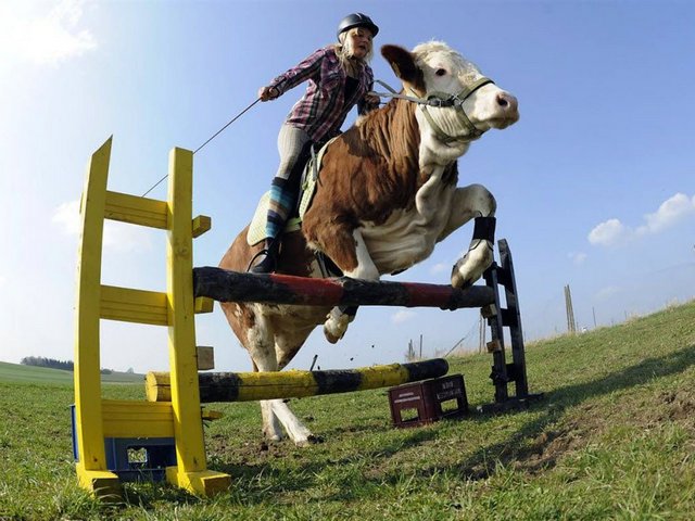 Статьи о коровах в Спас-Клепиках | ЗооТом портал о животных