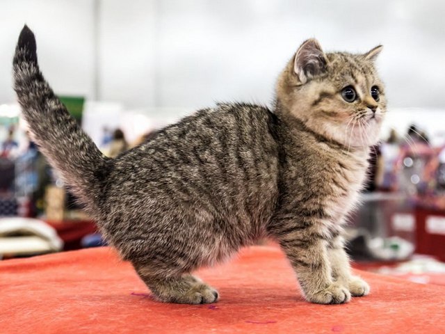 Породы кошек в Спас-Клепиках | ЗооТом портал о животных