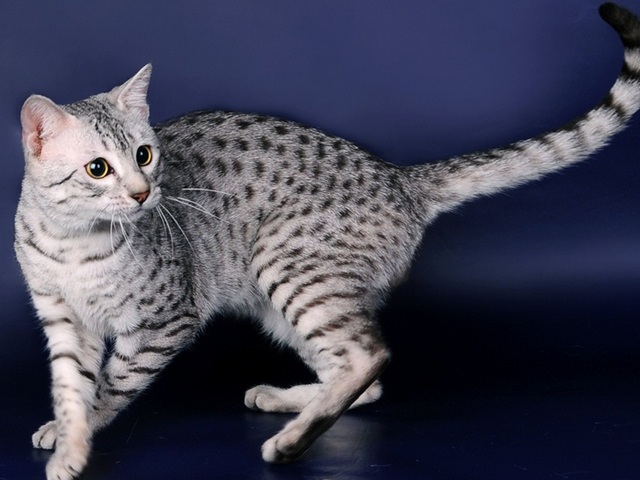 Породы кошек в Спас-Клепиках | ЗооТом портал о животных