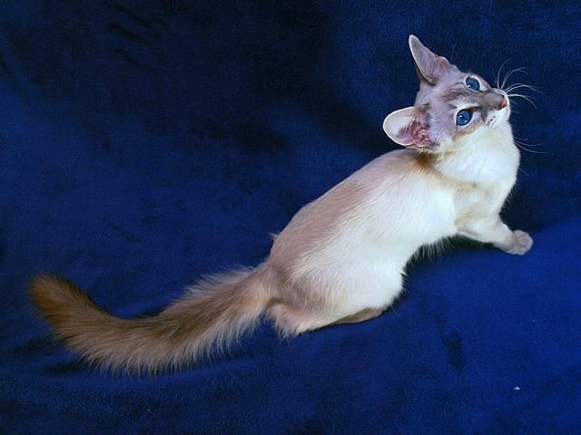 Выведенные породы кошек в Спас-Клепиках | ЗооТом портал о животных