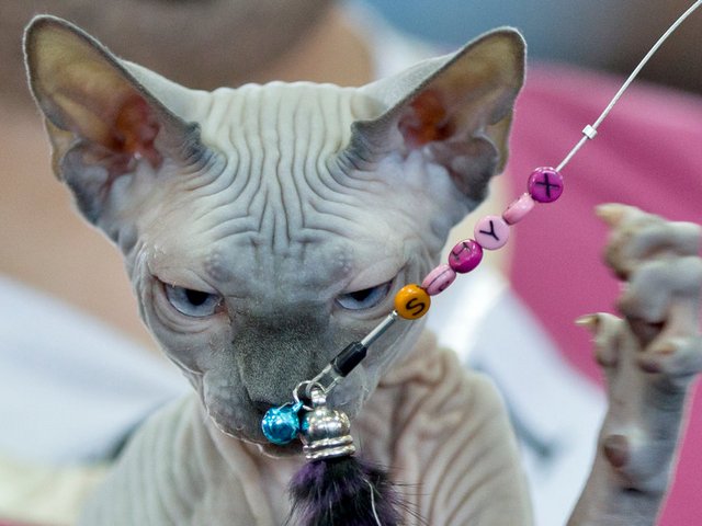 Выставки кошек в Спас-Клепиках | ЗооТом портал о животных