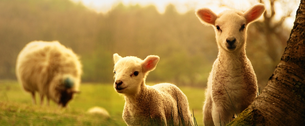 Объявления о сельскохозяйственных животных | ЗооТом - продажа, вязка и услуги для животных в Спас-Клепиках