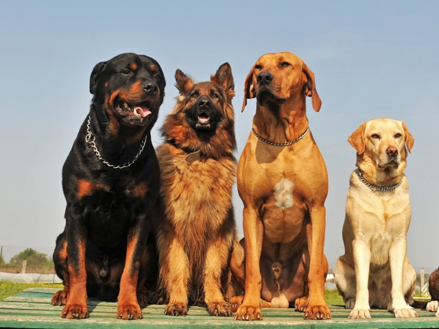 Крупные породы собак в Спас-Клепиках | ЗооТом портал о животных